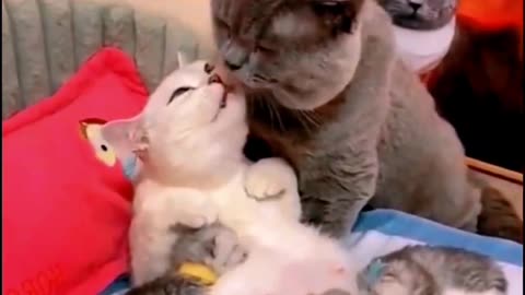 The male cat is pampering the female cat as she gives birth💞 Cats love💞