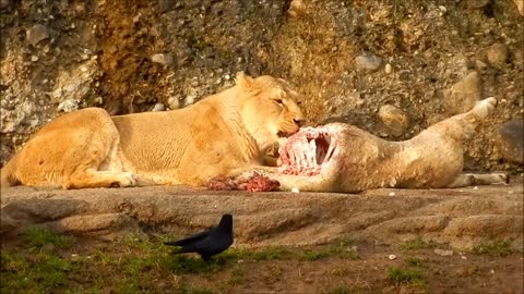 A lion eats its mare