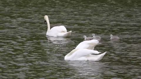 Swans