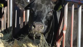 Tour of the CAAS Animal Science Farm