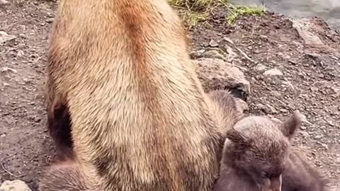 Bear Mom with Baby