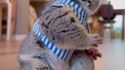 Best Funny Animal Videos , funniest animals ever. relax with cute animals.