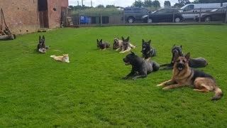 Incredibly Smart Pack Of K9's Show Off Their Training