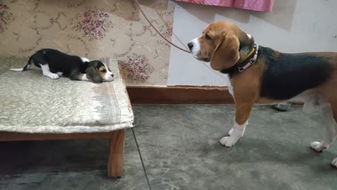 Deep conversation between father & daughter