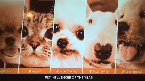 Tucker Budzyn wins the Pets American Influencer Award!