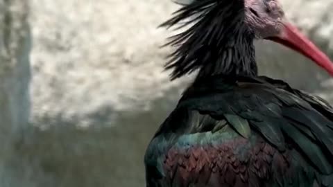 Bald Ibis Wild Animal Life | Hi Def + Relaxing Music