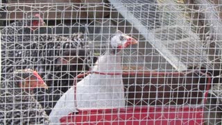 Flock it Farm: Guinea Hen gender identity
