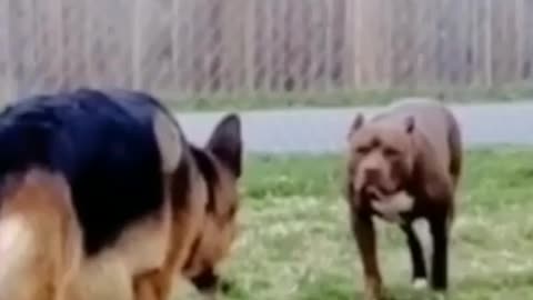 Pit Bull vs German Shepherd 🤣