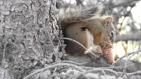 A nice squirrel busy eating its food