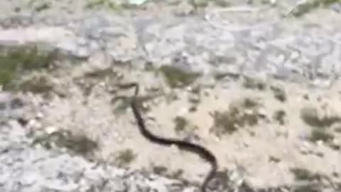 A very well behaved Everglades Racer from this morning #snake #reptile #ani ... more