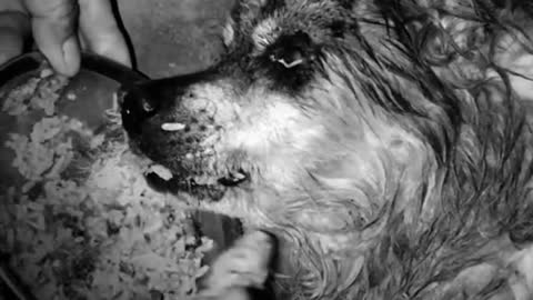 The owner feeds the exhausted seventeen-year-old dog with rice, which is also its last meal