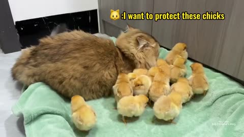 The hen suspects the kitten has stolen the chicks!The cat returned the chick to the hen.Funny cute🤣