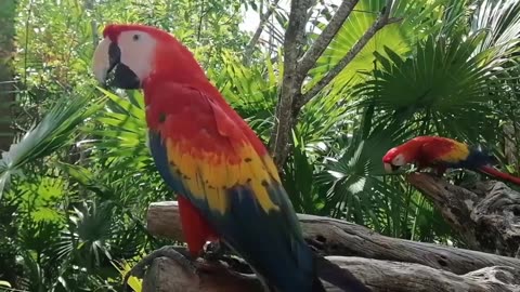 Best Video of Birds . Most Amazing Cinematic View of Macaw .