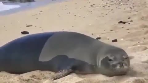 Seals funny video 🤣.seals are playing a game