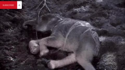 Baby Elephant born at Chester Zoo in UK Britain