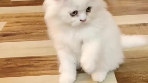 SUPER WHITE PERSIAN CAT