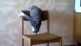 a cat having a fit of madness😱