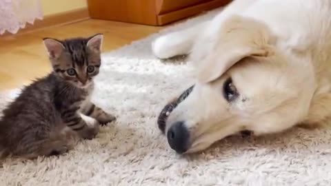 Dog And Cat are playing