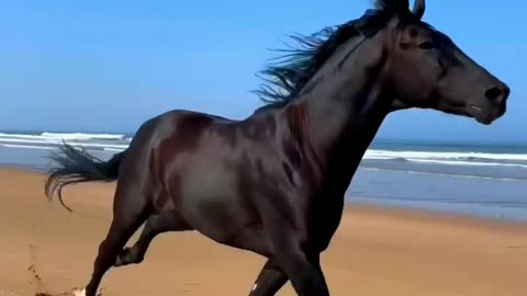 Black horse dard horse beautiful