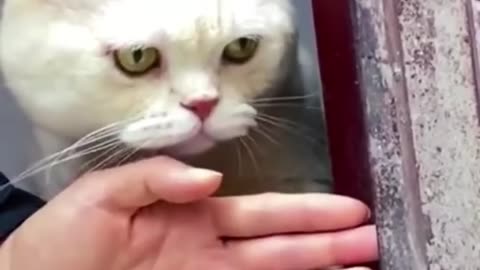 funny animals 🤣😂#funny #viral #funny video #cat #dog #babycat #animal #cutecat #cutedog