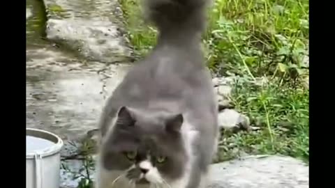 Compilation Funny Cats and Baby Cats Videos And Kitten Meowing #cute #kiiten #babycat #funny