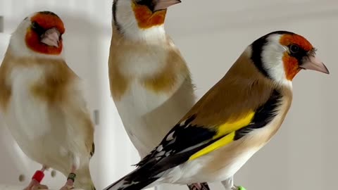 Major Goldfinch, males in cage | Birds