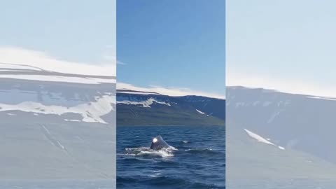 WHALE BREACH! BEAUTIFUL SIGHT FOR ONLOOKERS