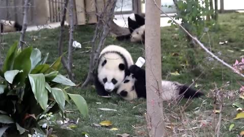 Milk time for panda cubs!