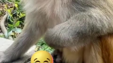 Most funny monkey 🐒 moments 😂