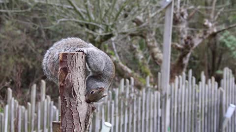 Stubborn squirrel