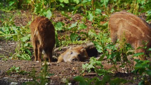 This Wild Boar Female is the Decision-Maker in Her Herd 🐗 Carpathian Predators - Smithsonian Channel