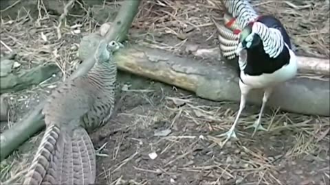 Beautiful Golden Pheasants and Wading Birds