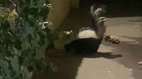 skunk eats catfood