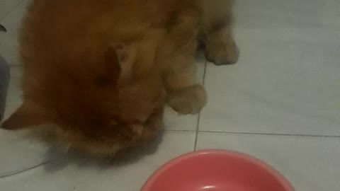 Kucing