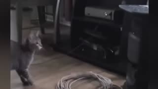 Funny Cat Videos