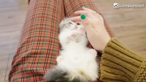 Munchkin Kitten Ball In A Cup