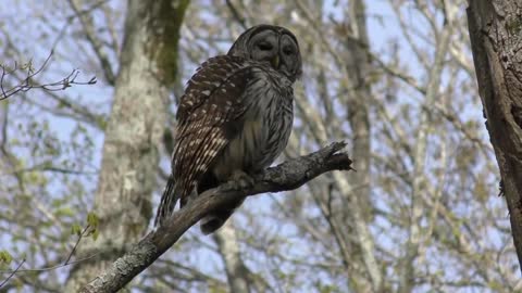 Barred Owl Hooting (HD)