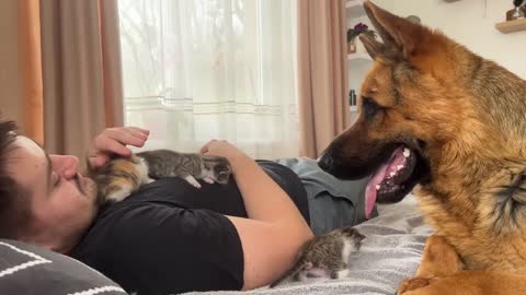 German Shepherd Confused by Tiny Kittens on Human Dad's Chest