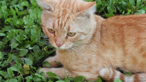 Cat Red-Headed Cat Purrs Housecat Muzzle Cat