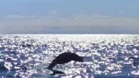 Kayaker watches as shark chases seal in New Zealand | ABC News