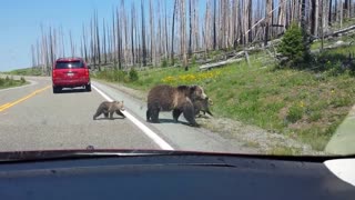 Mama Grizzly with Cubs at Yellowstone