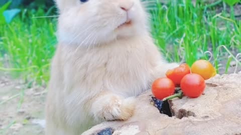 Cute rabbit eating carrot❤️