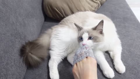 Cats vs Foot | Charmmy Meow