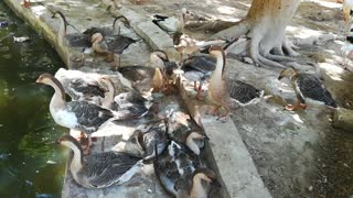 African Ducks Snoor In Zoo