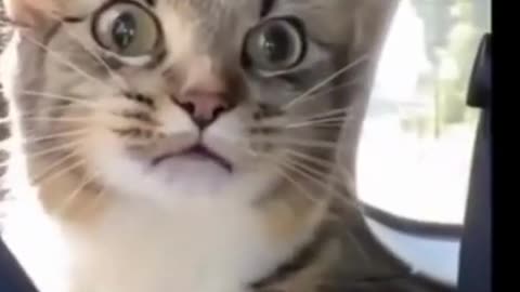 funny animals - cats cannot stop laughing