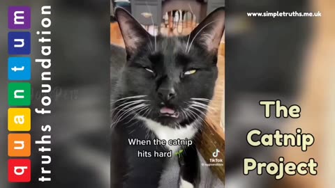 The Catnip Project promo video #1