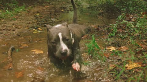 Playing Dogs, Play is very important part of Dogs life.