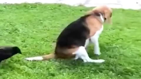 Funniest Animals 2022 😂 Fun with Cats and Dogs 😺🐶 Part 1.mp4