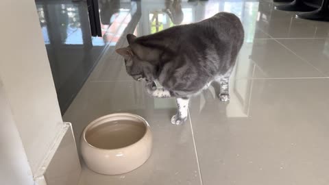 Cat Drinks Water With His Paw