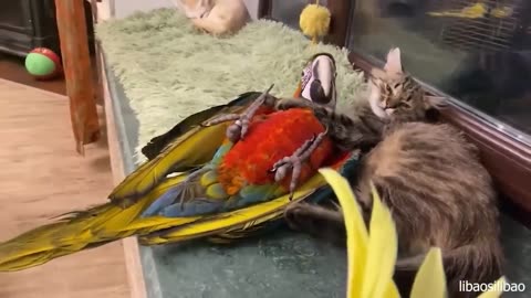 When Your Cat Is Obsessed With His Tiny Love Bird